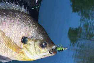 bluegill.jpg (26803 bytes)