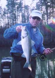Tallapoosa striper  (click to enlarge photo)