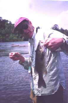 David, with a shoal bass on the Flint  (click to enlarge photo)