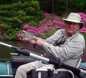 Big bluegill at Callaway...