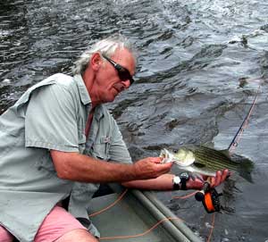 Striped bass on the Chattahoochee...