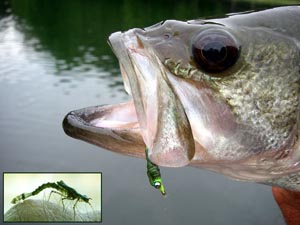 Bass eating damsel fly nymphs
