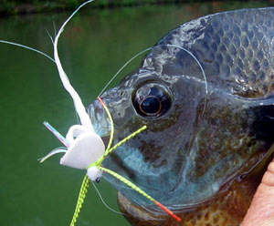 Click to see comments on the stealth from other anglers...