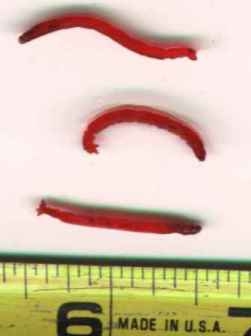 bloodworm.jpg