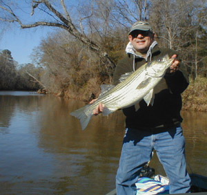 Georgia striper on the fly