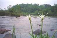 Spider lilles (and shoal bass) bloom in the rocky shoals of the Flint River.