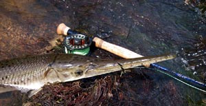 Longnose gar eats RLD