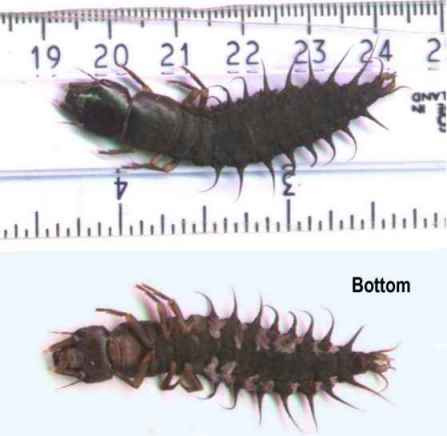 Flint River hellgrammite