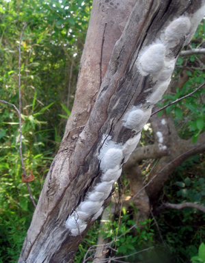 Dobsonfly egg laid on limb overhanging the river......