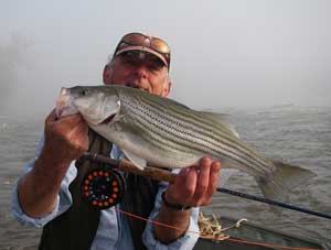 Big hybrid striper...