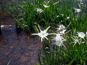 Spider lilies on the Flint River...