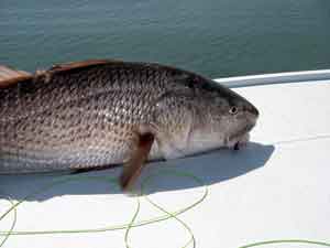 Red eats a black clouser