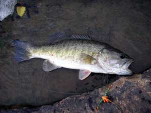 Shoal bass on Flit River in Georgia...