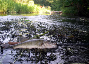 Shoal bass in a Flint side channel...