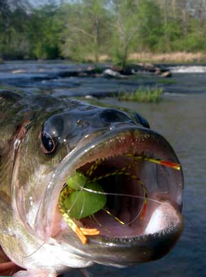 Shoal bass inhales Stealth Bomber...