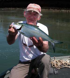 Big skipjack on the Chattahoochee...