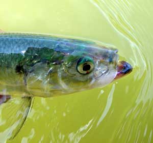 Irridescent skipjack...