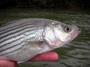 A cute lil' baby stripe on the Chattahoochee...