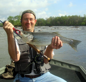 Chattahoochee River striper on the fly rod