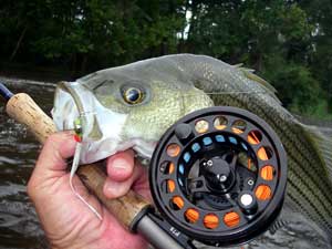 A perfect little striper ate the Whistler...