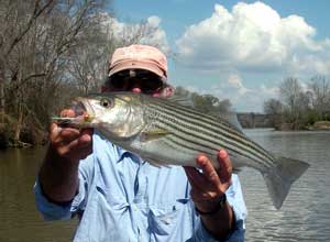 Striper on the Hooch above Franklin...