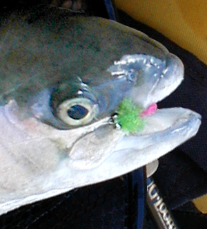 Toad sherbert...mmmm good!