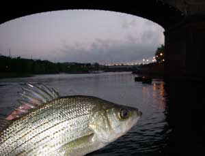 White bass - downtown Columbus, GA