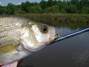 A white bass from a West Point carp flat...